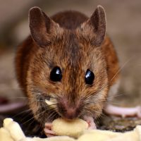 Brown Rat Eating Food